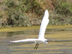 aigrette garzette en vol